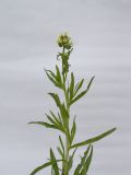 Anchusa pseudochroleuca