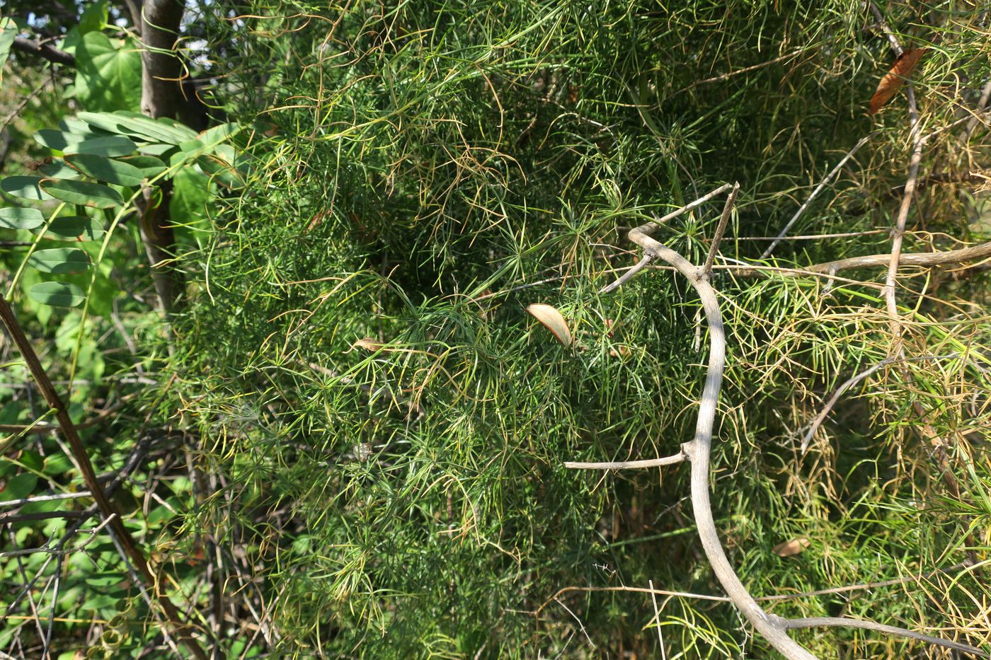 Изображение особи Asparagus verticillatus.