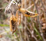 Crotalaria grahamiana