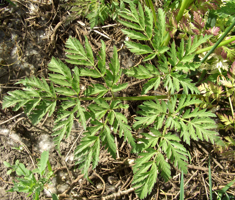 Изображение особи Anthriscus sylvestris.