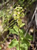 Teucrium scorodonia