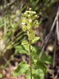 Teucrium scorodonia. Верхушка побега с соцветием. Испания, автономное сообщество Каталония, провинция Жирона, комарка Рипольес, муниципалитет Сеткасес, средняя часть крутого склона восточной экспозиции, ≈1615 м н.у.м., открытый скалистый участок в смешанном лесу. 13.08.2023.