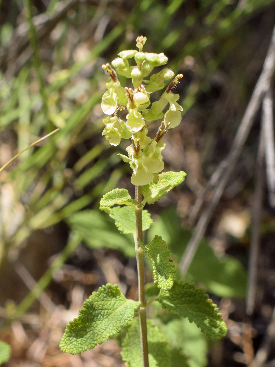 Изображение особи Teucrium scorodonia.