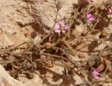 Spergularia rubra