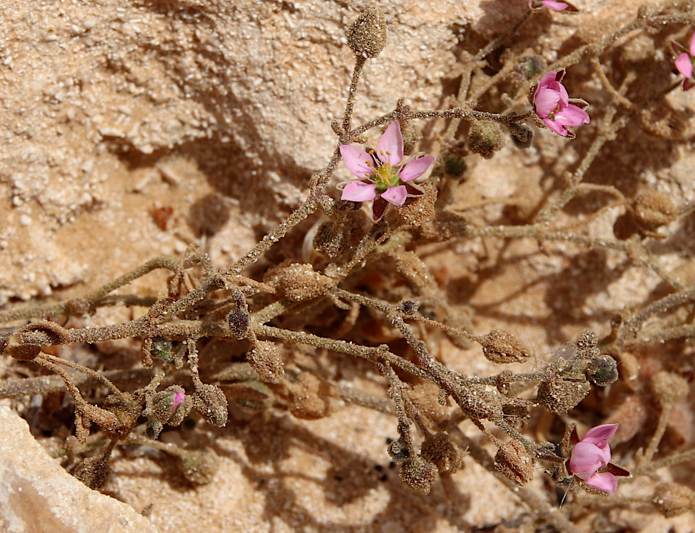 Image of Spergularia rubra specimen.