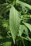 Persicaria scabra