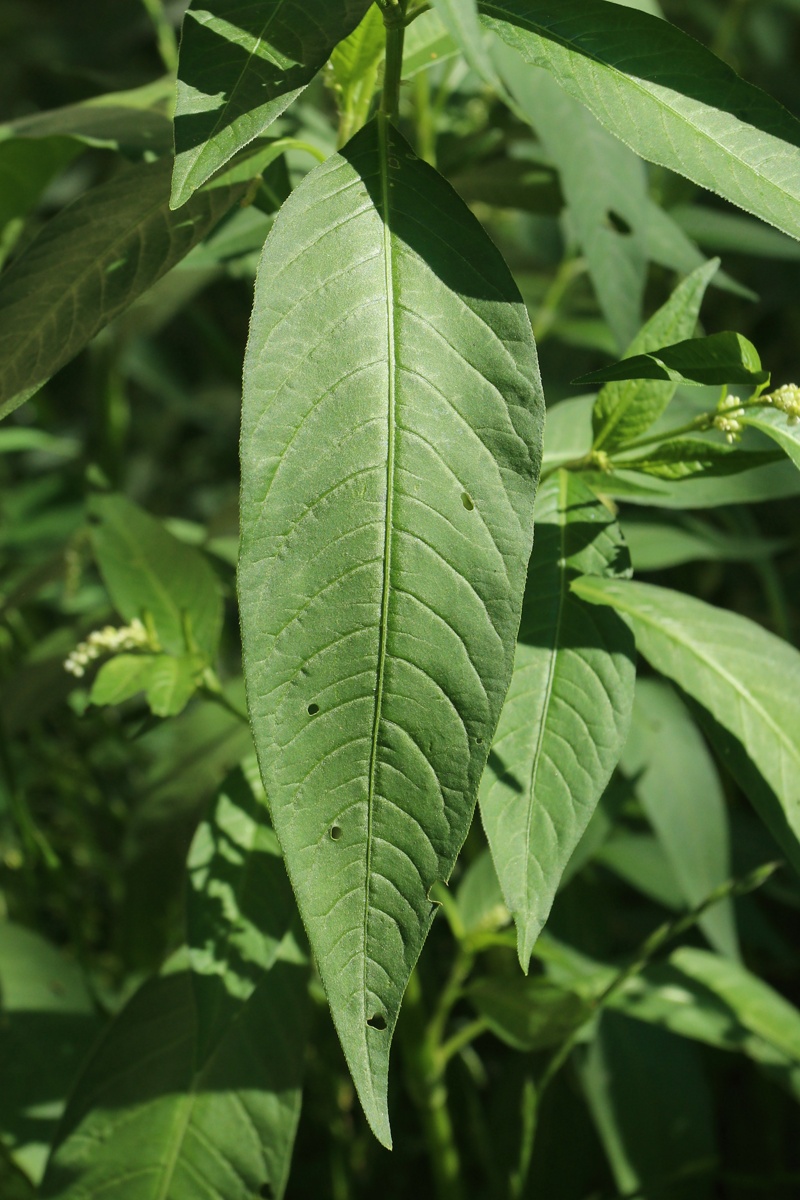 Image of Persicaria scabra specimen.