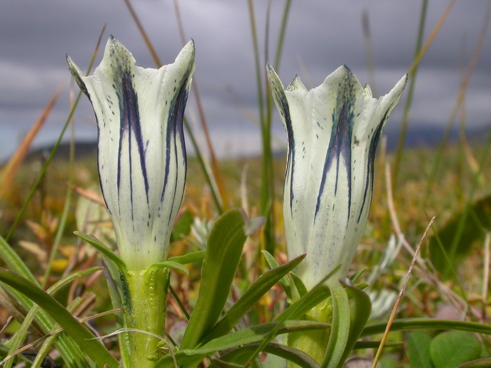 Изображение особи Gentiana algida.