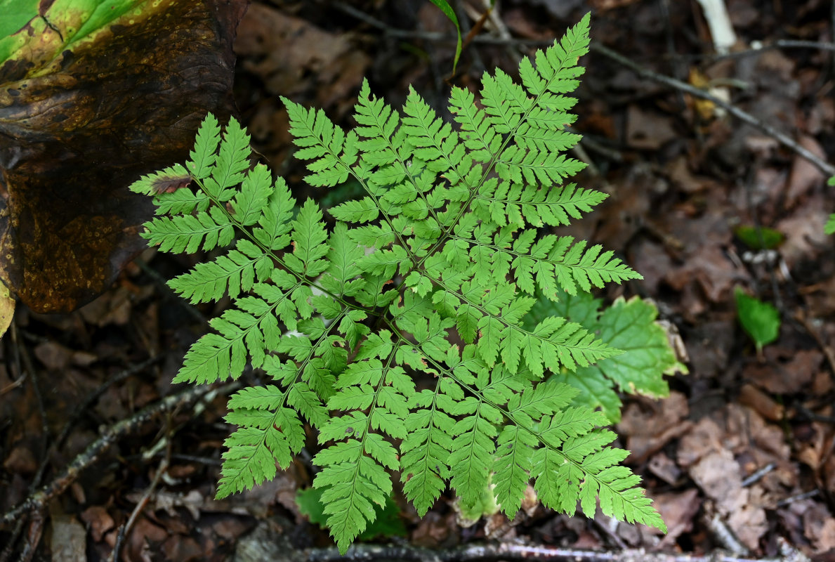 Изображение особи Dryopteris amurensis.