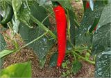 Capsicum annuum