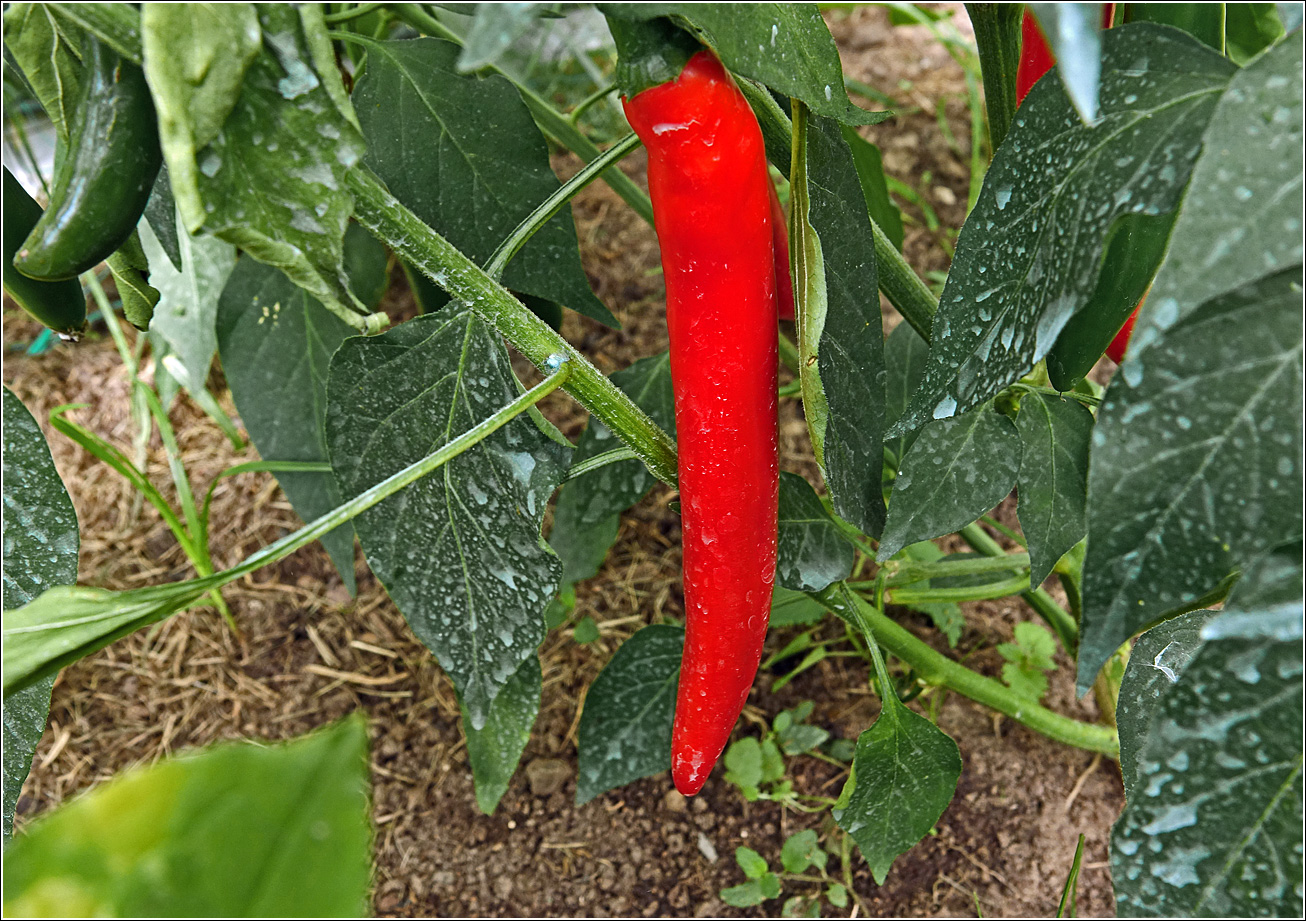 Изображение особи Capsicum annuum.