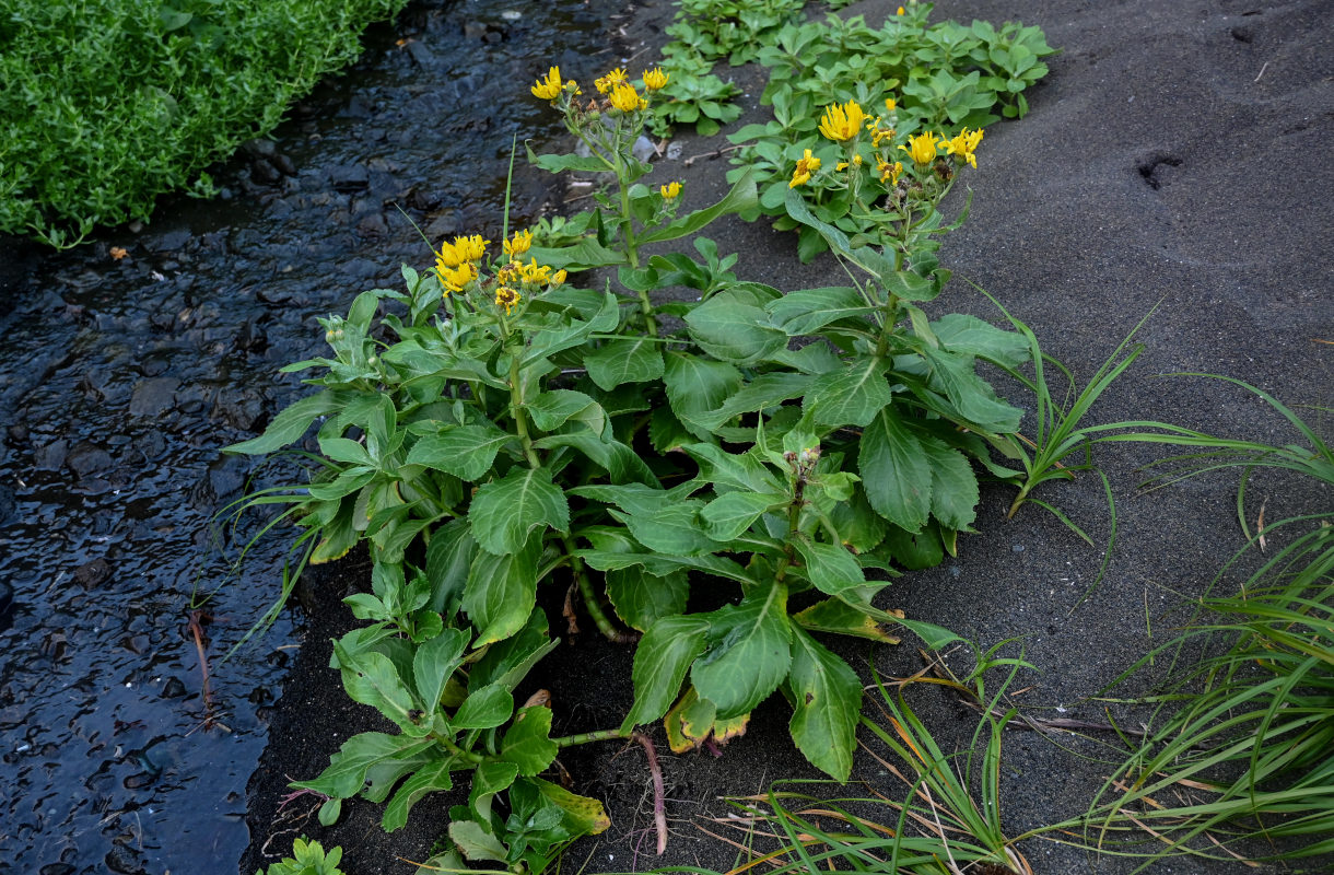 Изображение особи Senecio pseudoarnica.