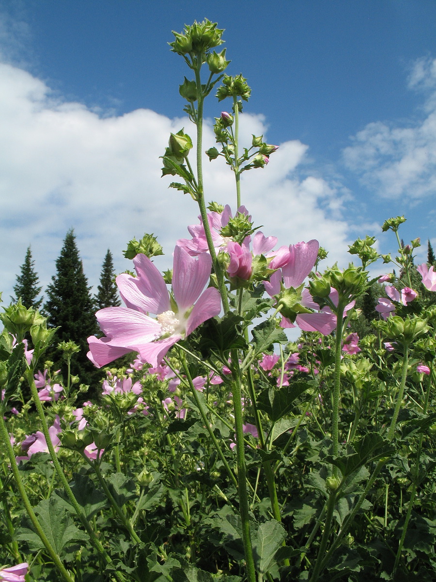 Image of Malva thuringiaca specimen.