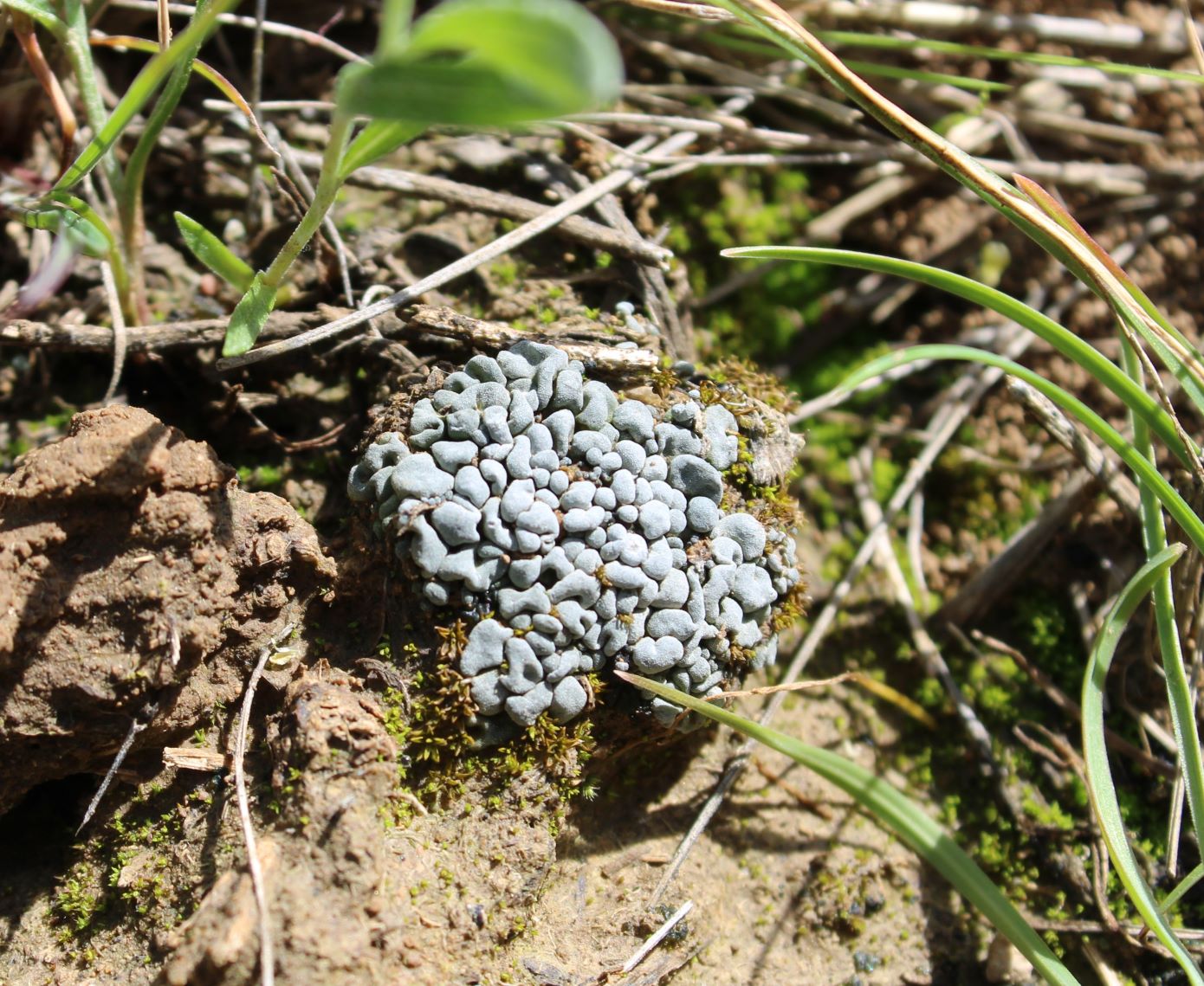 Image of Toninia sedifolia specimen.