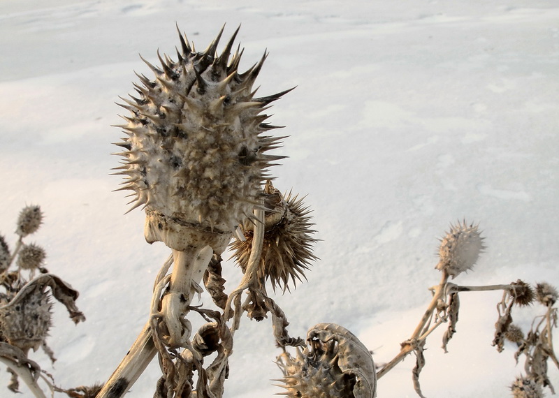 Image of Datura innoxia specimen.