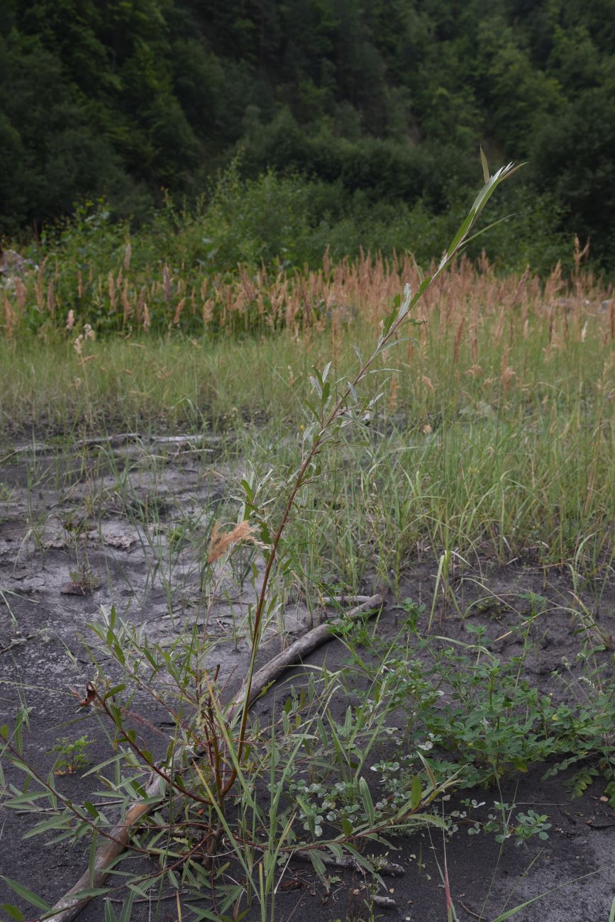 Image of genus Salix specimen.