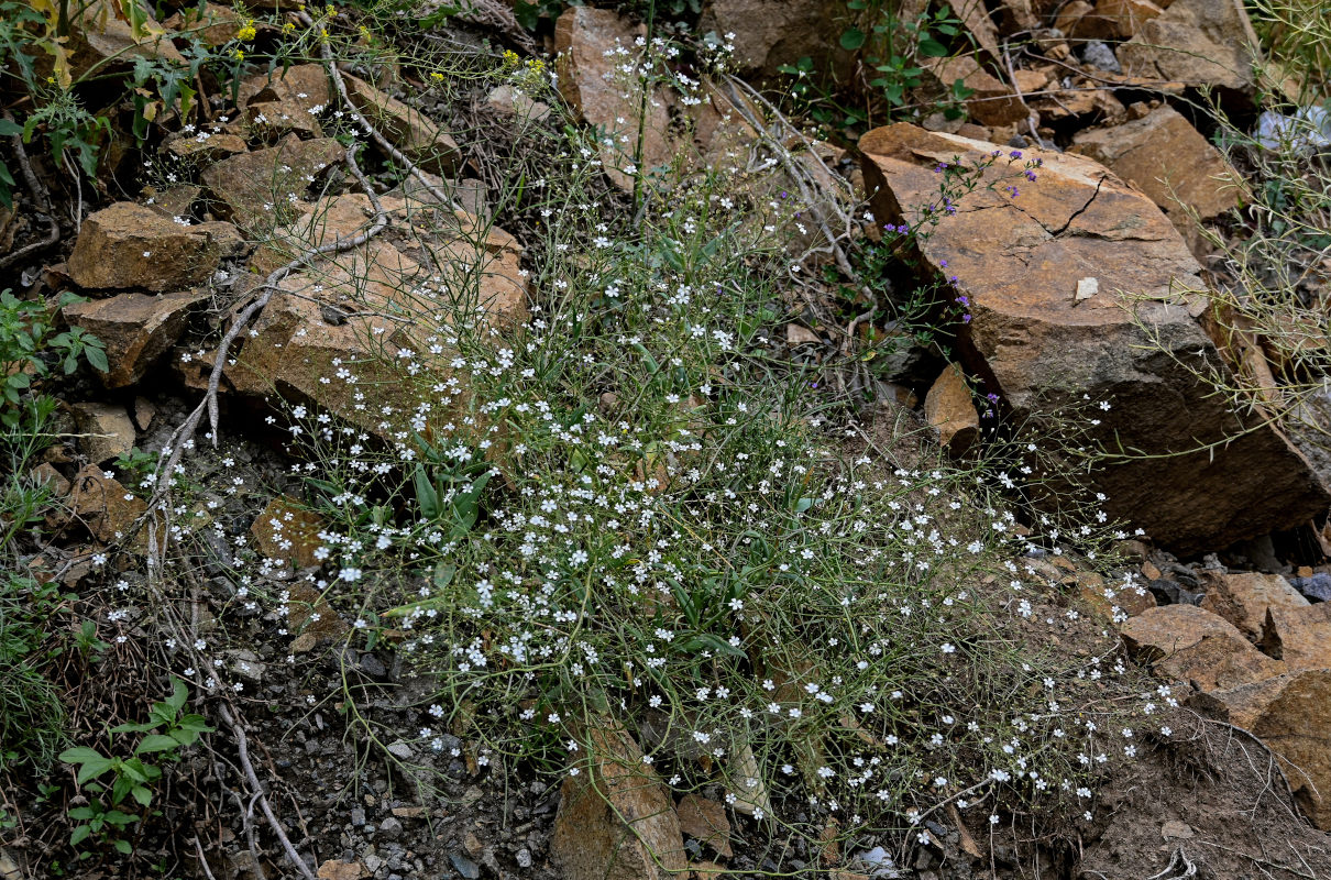 Image of Gypsophila elegans specimen.