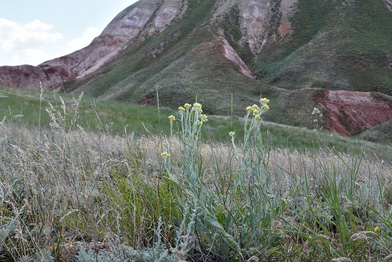 Image of Helichrysum nogaicum specimen.