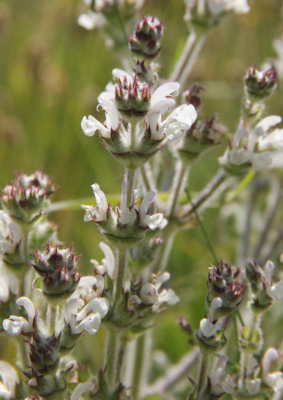 Image of Salvia aethiopis specimen.