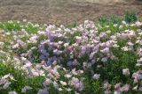 Oenothera speciosa