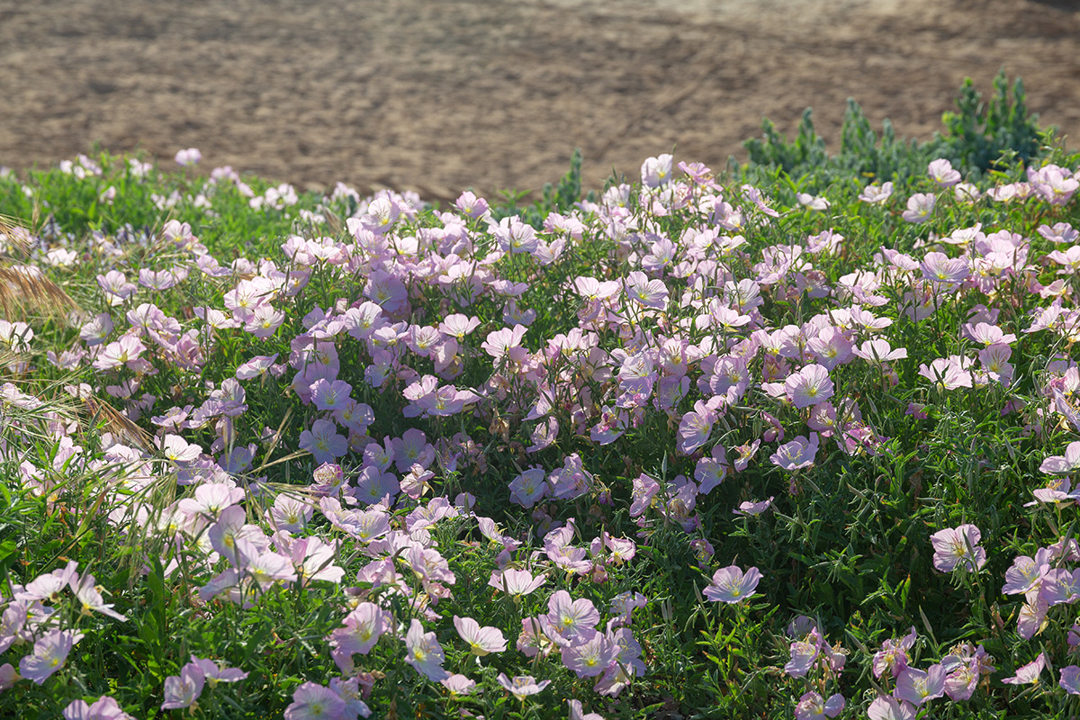 Изображение особи Oenothera speciosa.