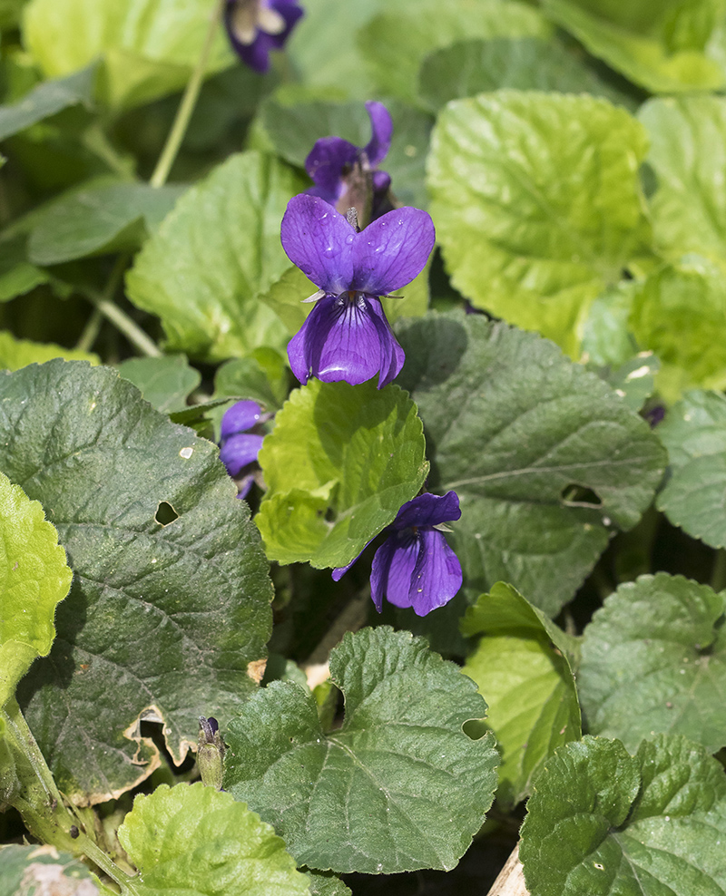 Image of Viola odorata specimen.