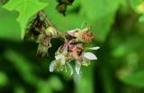 Rubus hirtus. Соцветие. Грузия, Самцхе-Джавахети, национальный парк \"Боржоми-Харагаули\", опушка широколиственного леса. 11.06.2023.