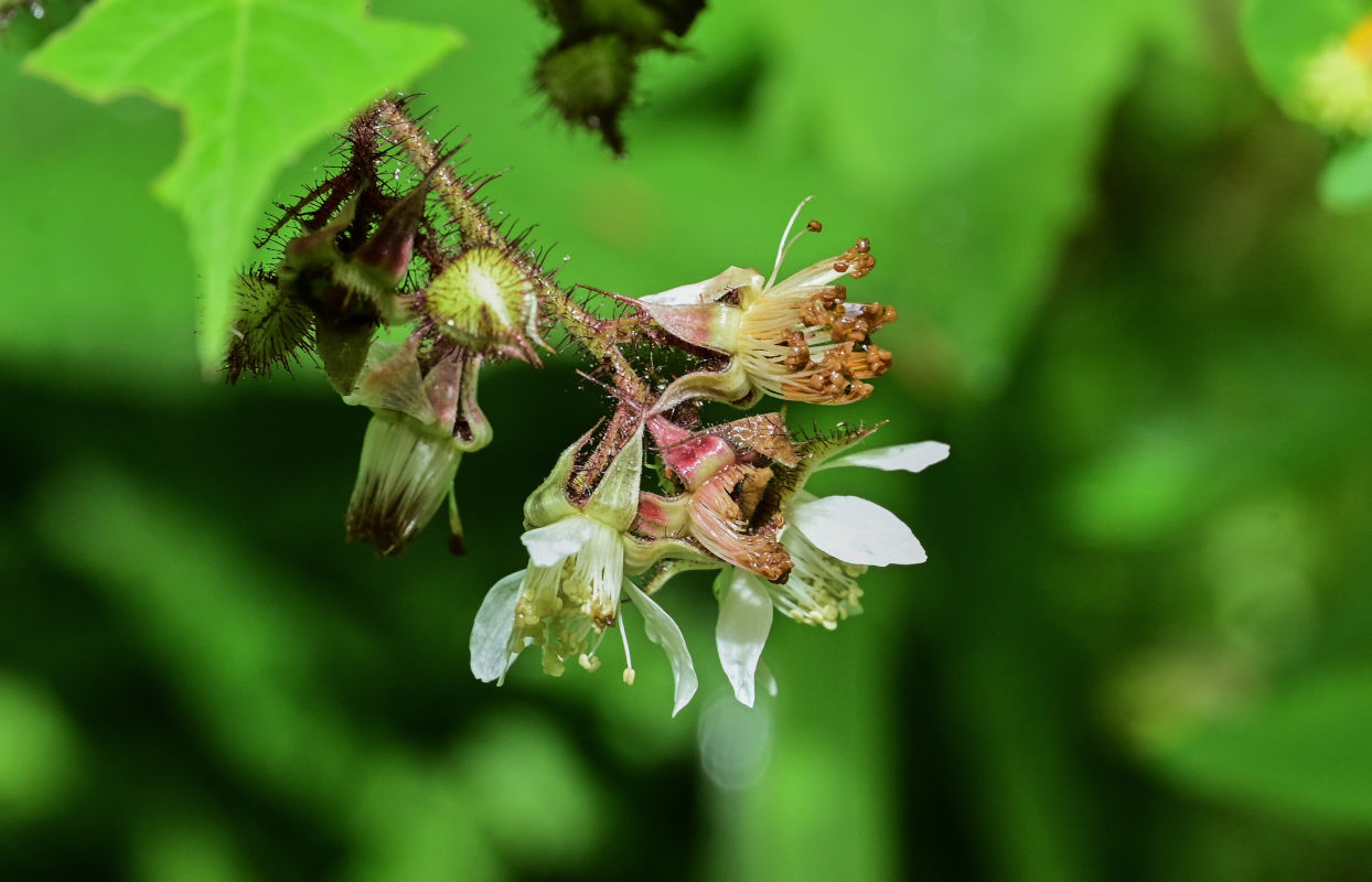 Image of Rubus hirtus specimen.