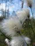 Eriophorum vaginatum