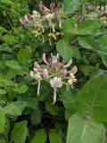 Lonicera caprifolium. Соцветия и листья. Краснодарский край, г/о Сочи, Хостинский р-н, у дороги к Орлиным скалам, широколиственный лес. 30.04.2022.