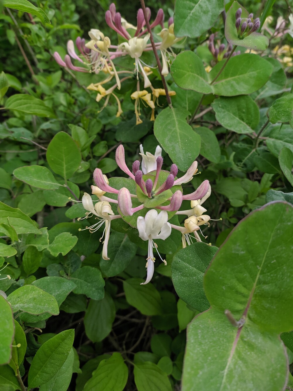 Изображение особи Lonicera caprifolium.