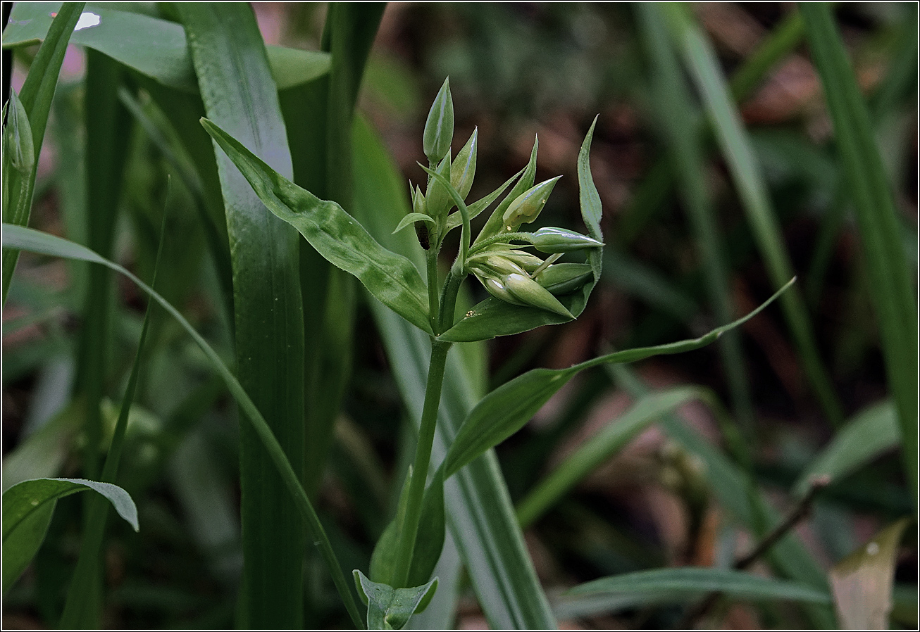 Image of Stellaria holostea specimen.