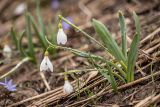 Galanthus alpinus. Цветущие растения в каплях тумана. Адыгея, Майкопский р-н, плато Лаго-Наки, ≈ 1800 м н.у.м., склон балки, вблизи стаявшего снежника. 30.04.2024.