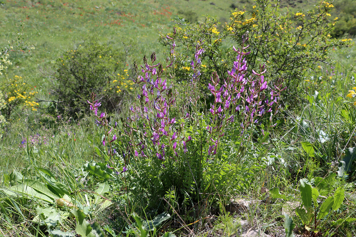 Изображение особи Oxytropis capusii.