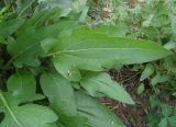 Rudbeckia occidentalis