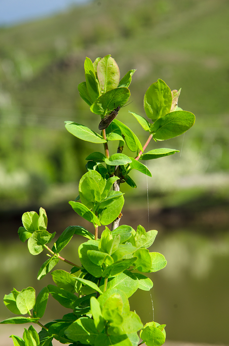 Изображение особи Lonicera tatarica.