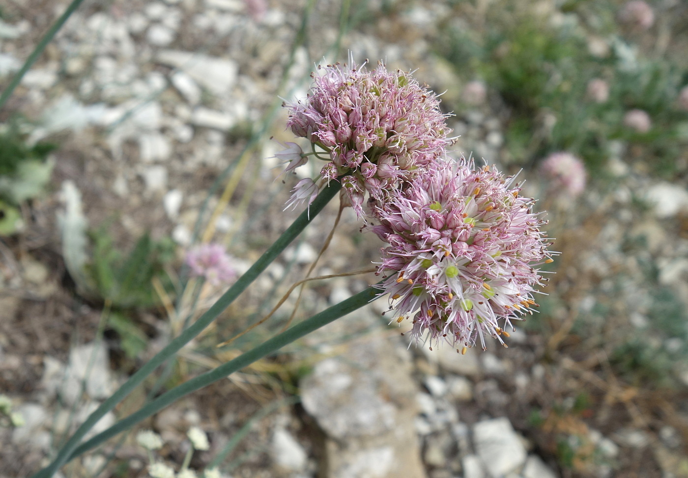 Изображение особи Allium psebaicum.