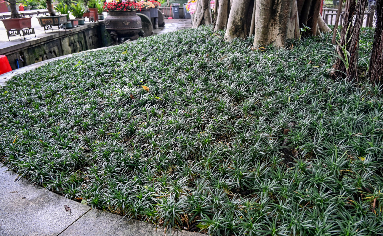 Изображение особи Ophiopogon japonicus.