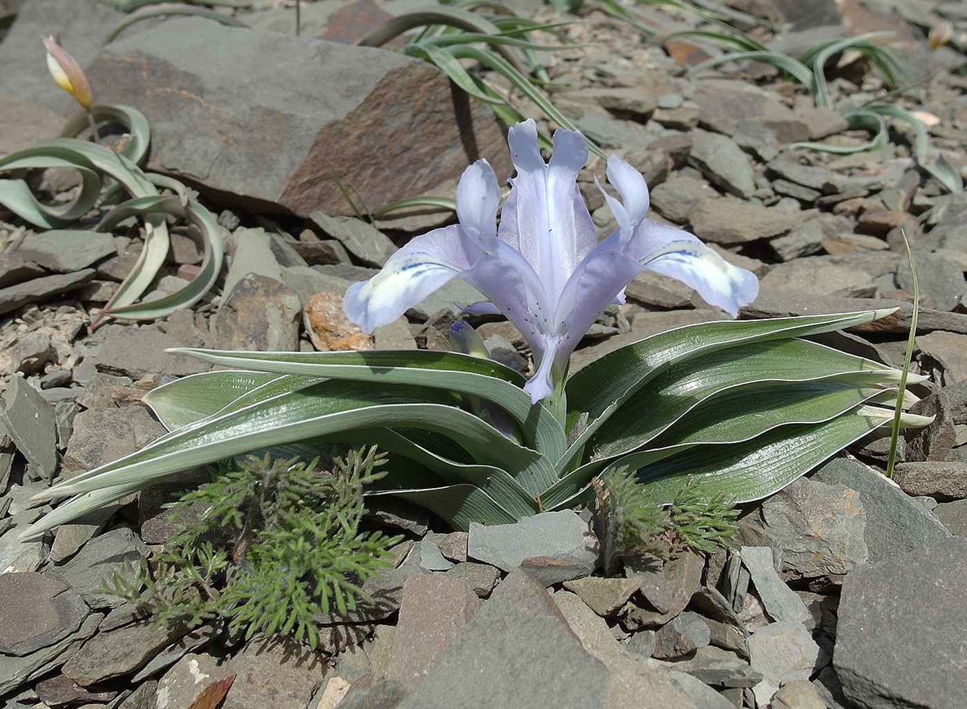 Image of Juno willmottiana specimen.