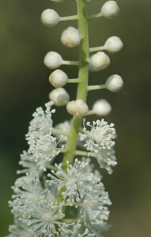 Изображение особи Cimicifuga simplex.