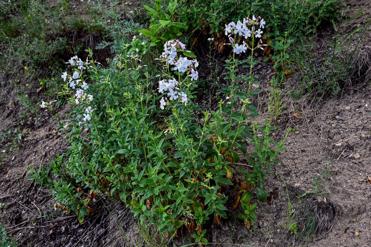 Image of Saponaria officinalis specimen.