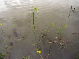 Draba nemorosa