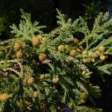 Cryptomeria japonica