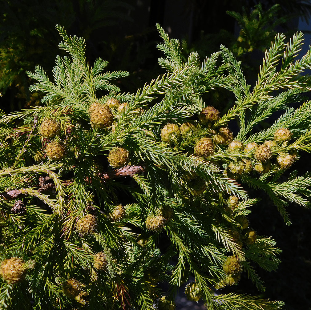 Изображение особи Cryptomeria japonica.