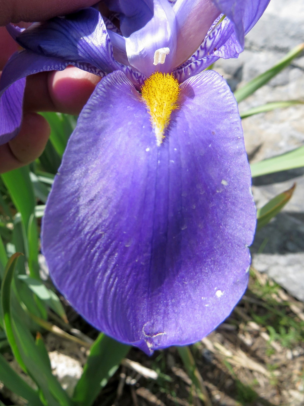 Изображение особи Iris hoogiana.