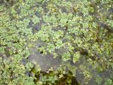 Callitriche palustris