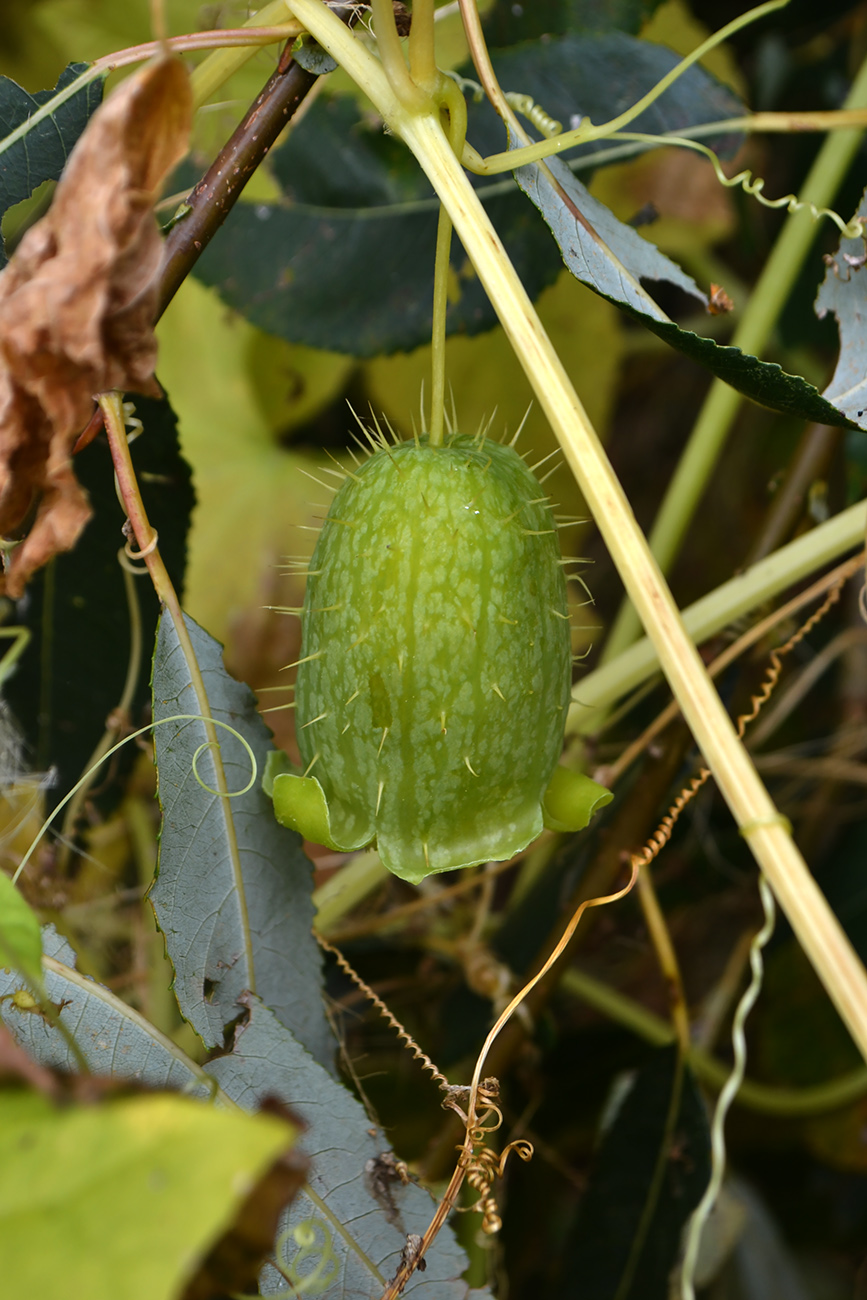 Изображение особи Echinocystis lobata.