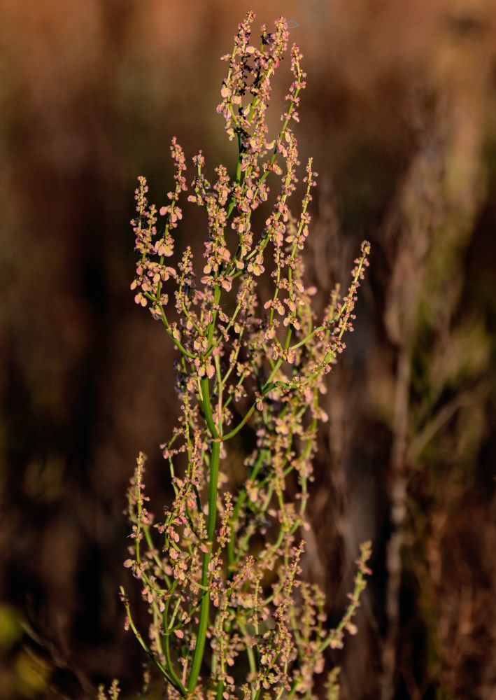Изображение особи Rumex acetosa.