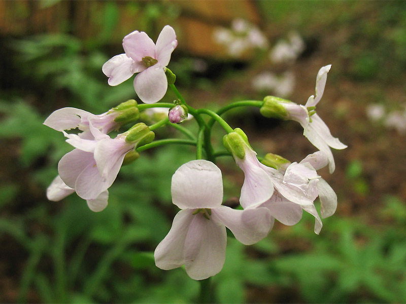 Image of Cardamine bulbifera specimen.