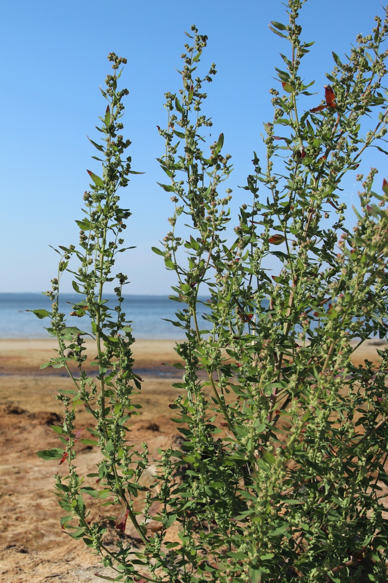 Изображение особи Chenopodium striatiforme.